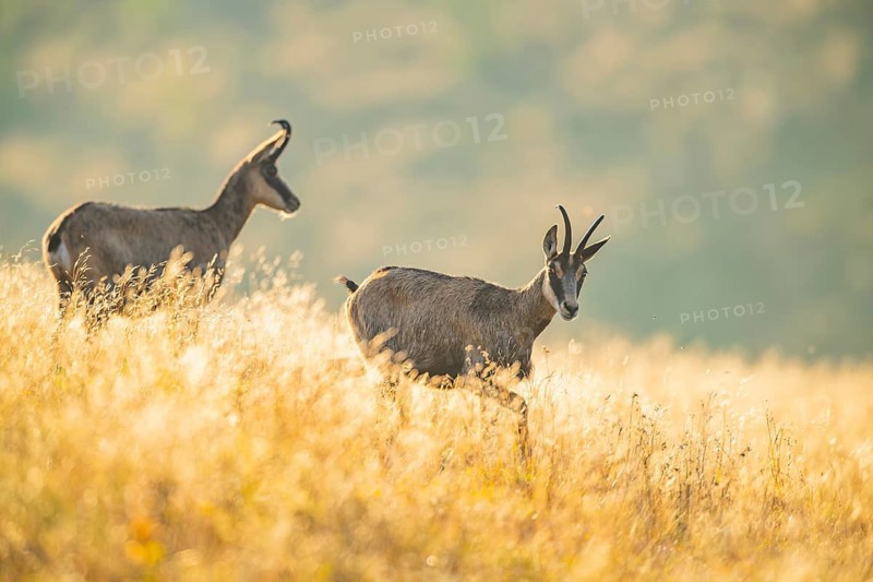 Chamois (Rupicapra rupicapra) on a meadow in the morning sun in the Vosges Mountains, wildlife, France