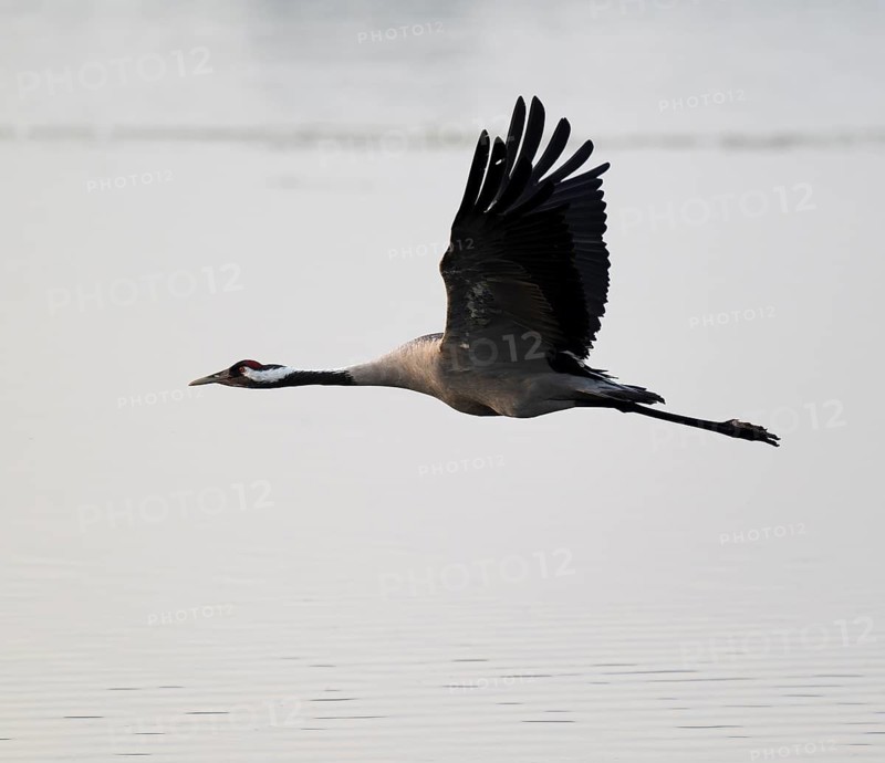 Crane (Grus grus) in flight over a lake, morning mist, Lower Saxony, Germany