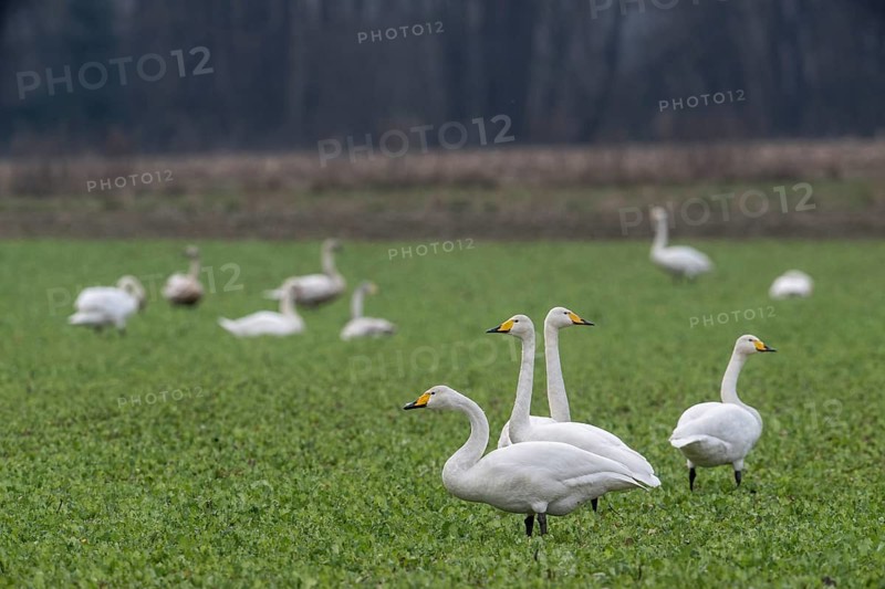 Whooper swans (Cygnus cygnus), Emsland, Lower Saxony, Germany