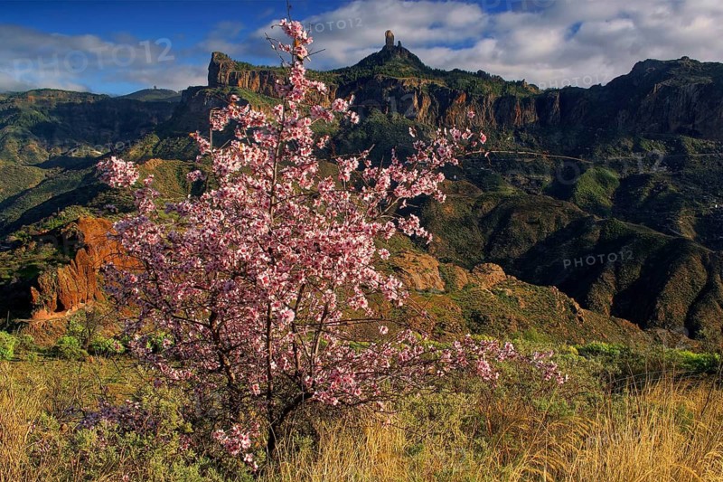 Canary Islands, Gran Canaria, Almond Blossom and Roque Nublo, Gran Canaria, Canary Islands, Spain