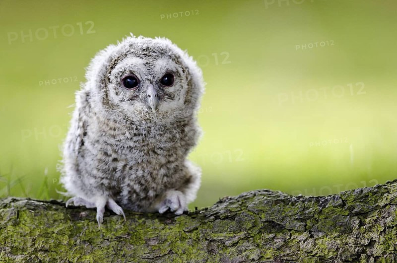 Tawny Owl (Strix aluco) juvenile, North Rhine-Westphalia, Germany