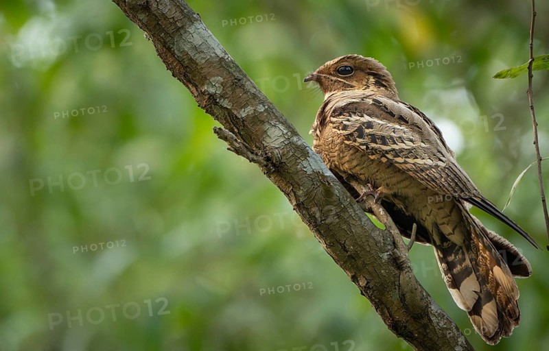 Large-tailed nightjar (Caprimulgus macrurus) on a tree branch, sreepur, Gazipur, bangladesh