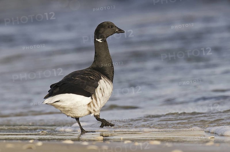 Brant Goose (Branta bernicla), New Jersey, USA