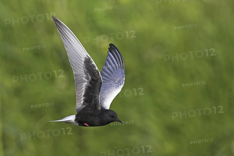 White-winged Tern (Chlidonias leucopterus) flying, Lesvos, Greece