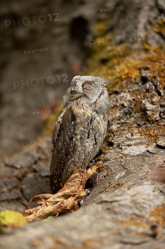 Eurasian Scops Owl (Otus scops) captive, juvenile, Germany