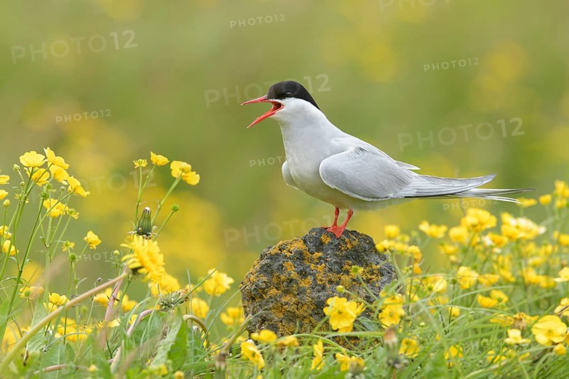 Arctic Tern (Sterna paradisaea) calling, perched on a stone in a flowering meadow, Iceland