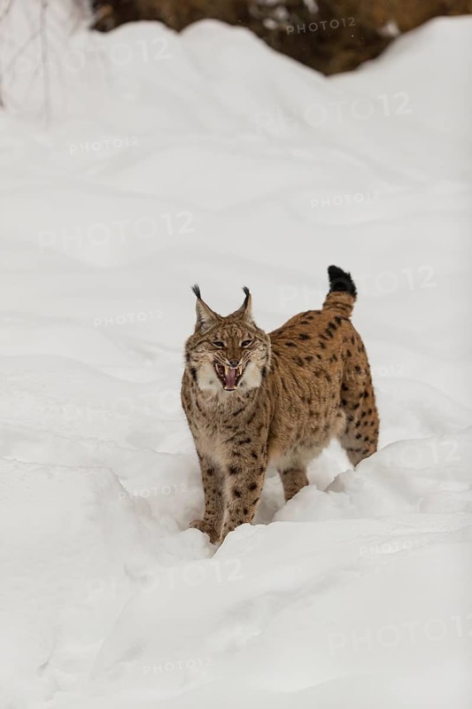 One Eurasian lynx, (Lynx lynx), walking over a snow covered opening in a forest. Yawning