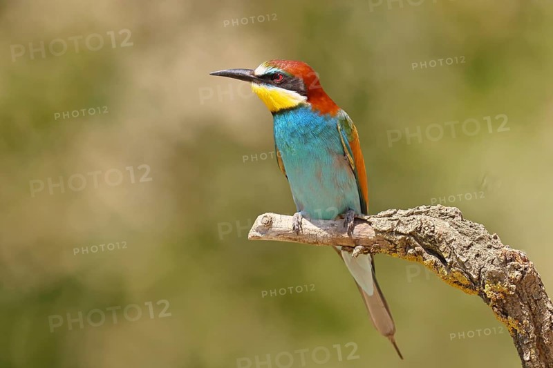 European bee-eater (Merops apiaster) sitting on a branch, Lake Neusiedl, Burgenland, Austria