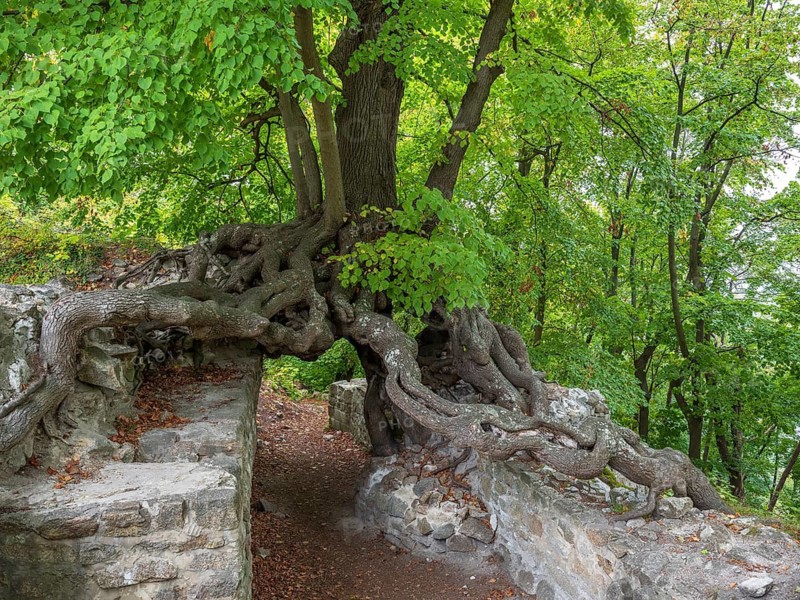Old gnarled lime tree grows on the walls of a castle ruin, exposed roots form a gate, Lauenburg, Harz, Saxony-Anhalt, Germany