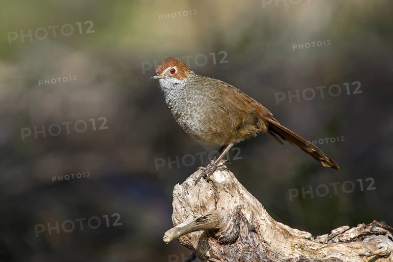 Rufous Bristlebird (Dasyornis broadbenti) perched on an old trunk, Victoria, Australia