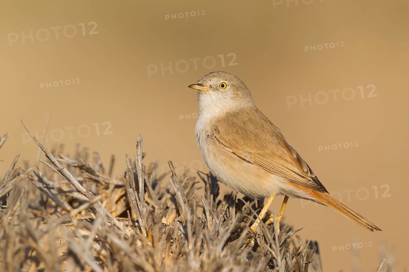 Asian Desert Warbler - Wüstengrasmücke - Sylvia nana, Oman