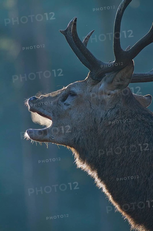 Red deer (Cervus elaphus), forest, backlight, red deer