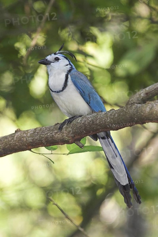 White-throated Magpie-jay (Calocitta formosa), Costa Rica