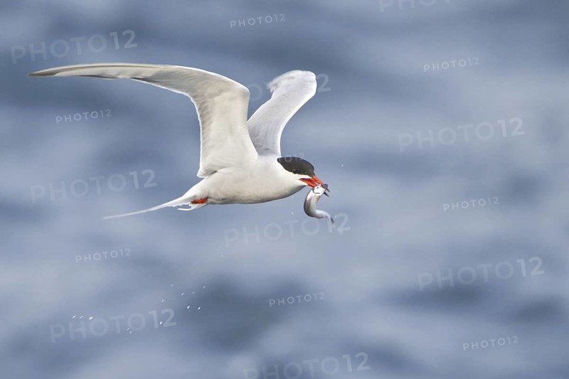 Common Tern (Sterna hirundo) flying, Newfoundland, Canada