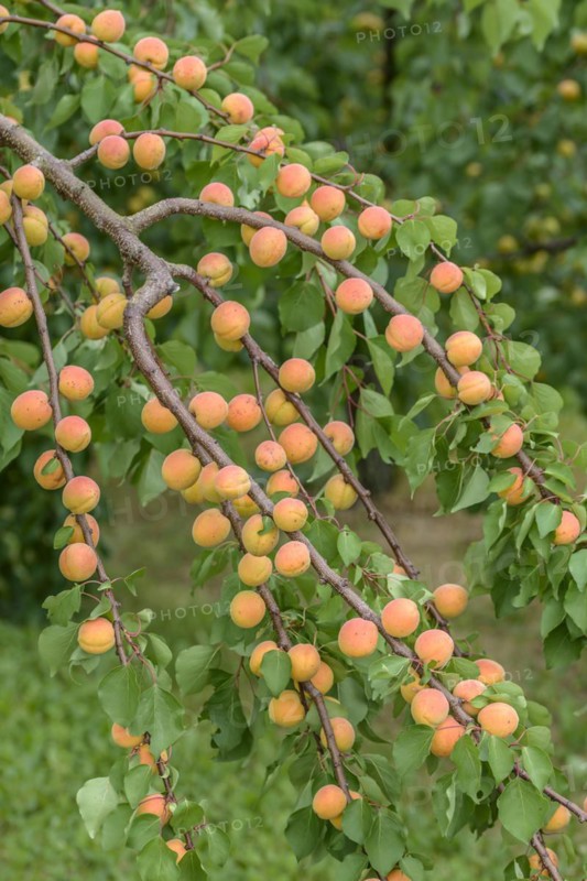 Apricot (Prunus armeniaca 'Ungarische Beste'), Ranstedter fruit farm, Ort im Innkreis, Upper Austria, Austria