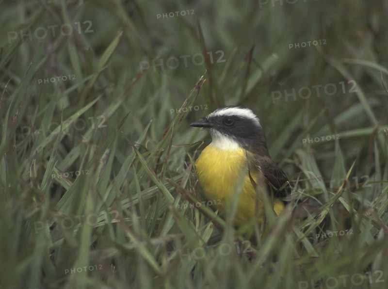 Social Flycatcher (Myiozetetes similis), Guatemala