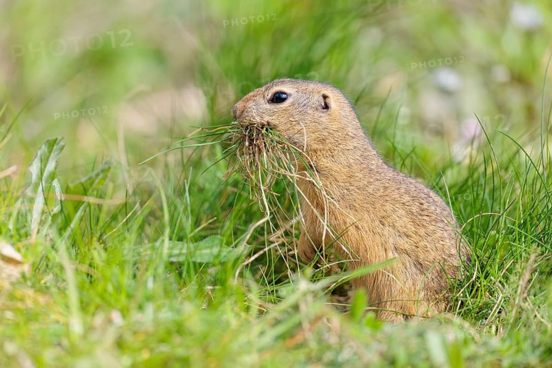 A fully grown European ground squirrel (Spermophilus citellus) carries nesting material in its mouth. Austria