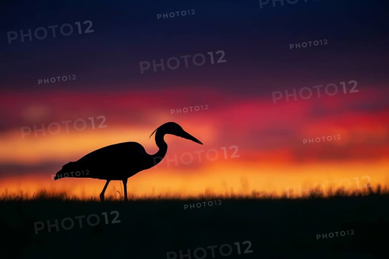 Grey heron (Ardea cinerea), silhouette, sunset, Zurich, Switzerland
