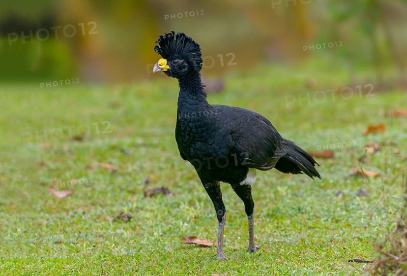 Male Great Currasow (Crax rubra) - at Laguna Lagarto Lodge near Boca Tapada, Costa Rica