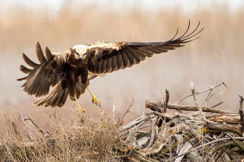 Western Marsh Harrier (Circus aeruginosus) female flying, Castile-La Mancha, Spain