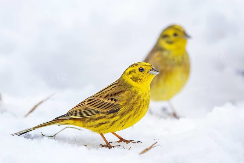Yellowhammer (Emberiza citrinella) in snow, Saxony-Anhalt, Germany