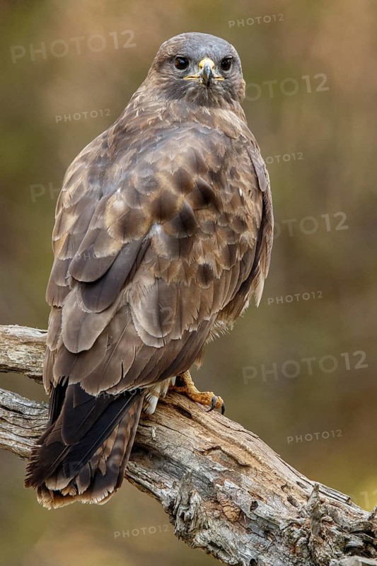 Common Buzzard (Buteo buteo), perched on a branch, Castile and Leon, Spain
