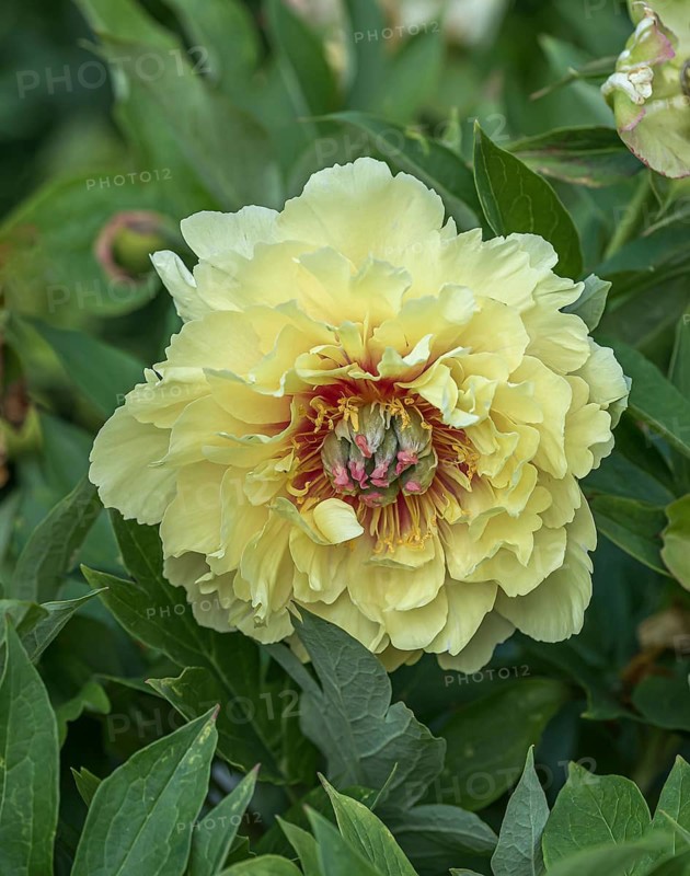 Shrub peony (Paeonia 'Garden Treasure')