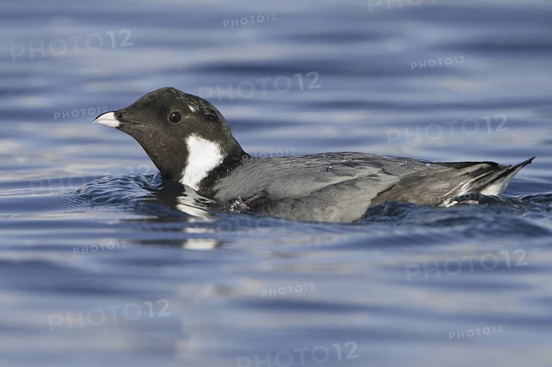 Ancient Murrelet (Synthliboramphus antiquus), British Columbia, Canada