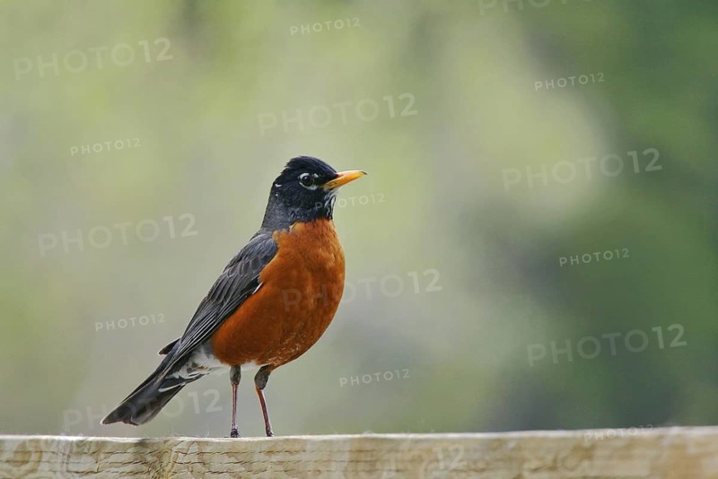American Robin (Turdus migratorius), Alberta, Canada