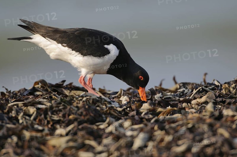 Eurasian Oystercatcher (Haematopus ostralegus), Schleswig-Holstein, Germany