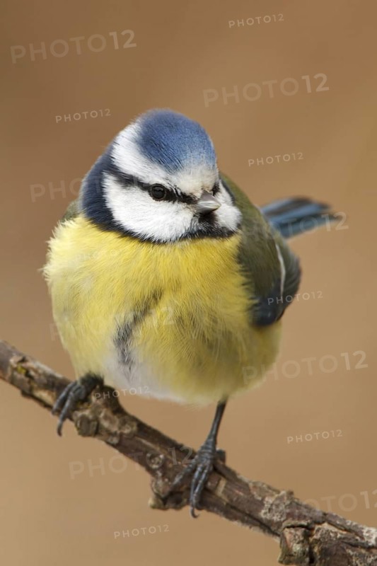 Eurasian Blue Tit (Cyanistes caeruleus), Utrecht, Netherlands