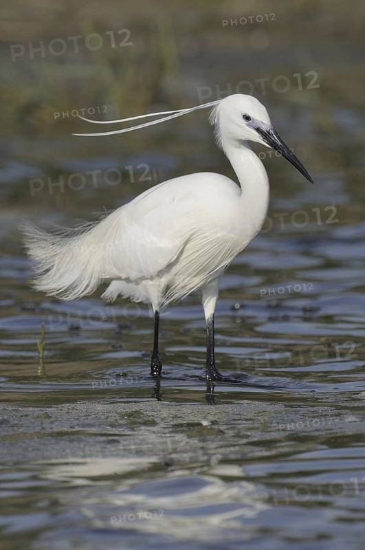Little Egret (Egretta garzetta), Austria