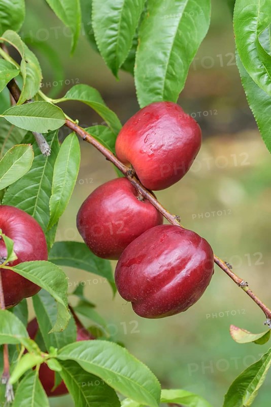 Nectarine (Prunus persica 'Big Bang'), Baum- und Rebschule Schreiber KG, Federal Republic of Germany