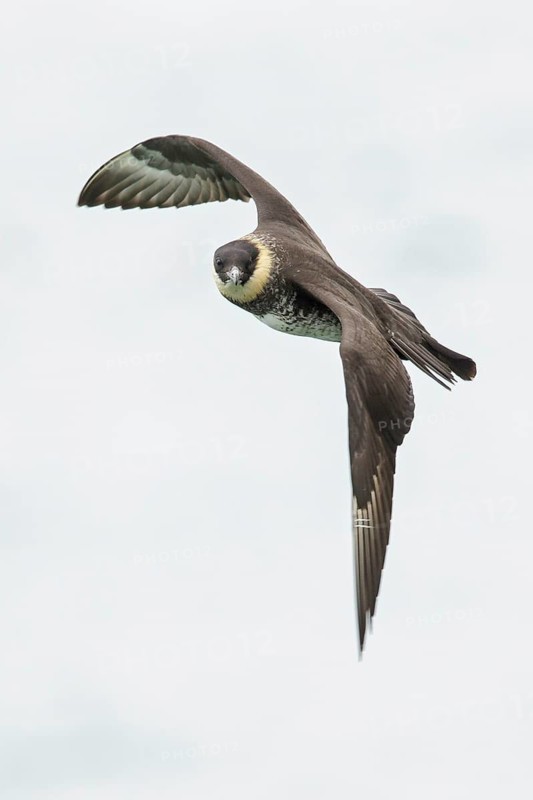 Pomarine Jaeger (Stercorarius pomarinus) flying near Nome, Alaska