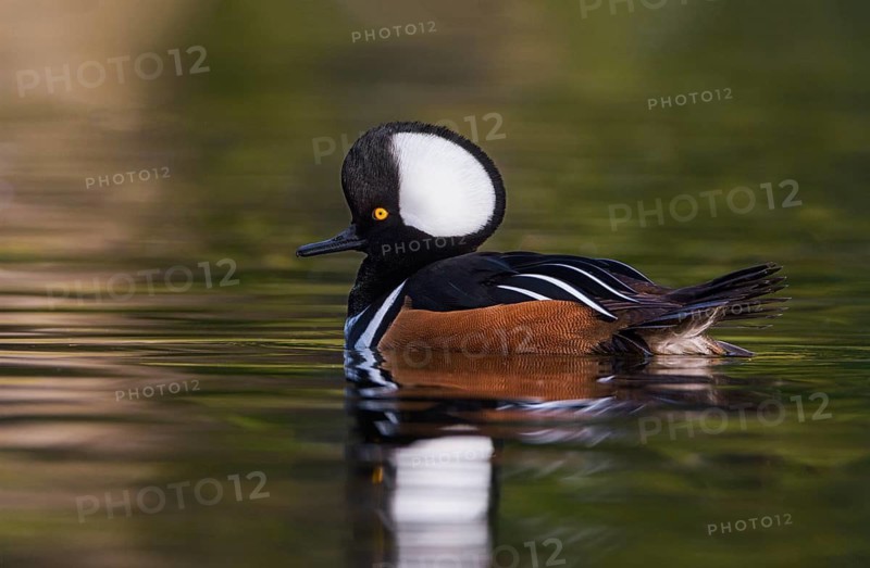 Hooded Merganser (Lophodytes cucullatus) male, British Columbia, Canada