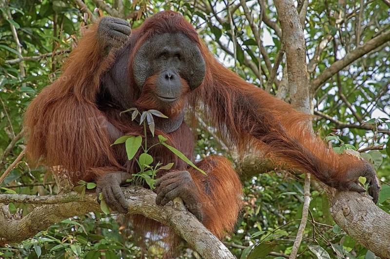 Borneo, Indonesia, Orang Utan, (Pongo pygmaeus), Animals, Mammals, Female, Borneo, Indonesia