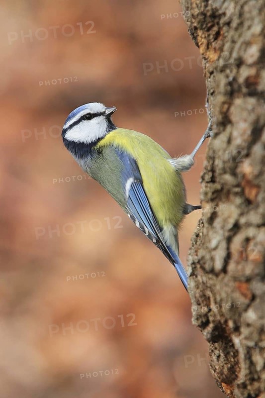Eurasian Blue Tit (Cyanistes caeruleus), Baden-Wuerttemberg, Germany
