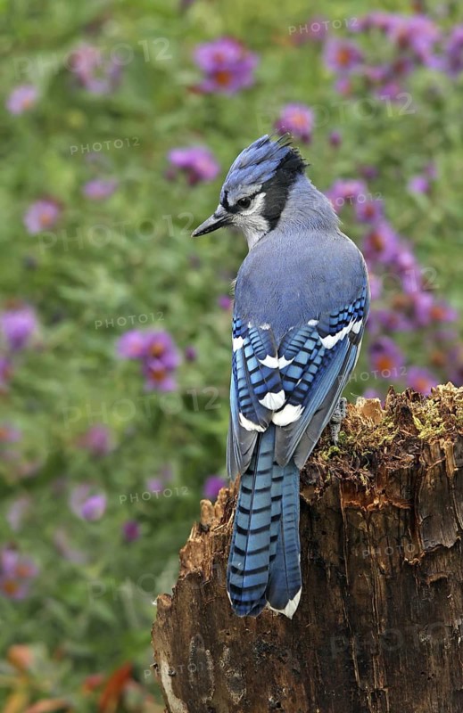 Blue Jay (Cyanocitta cristata), Saskatchewan, Canada