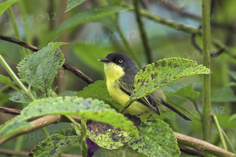 Common Tody-flycatcher (Todirostrum cinereum), Costa Rica