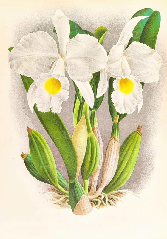 Orchid, Cattleya Trianae, authentic reproduction of an illustration by Jean Jules Linden (1817 - 1898), Luxembourg-Belgian botanist, one of the fathers of orchid research, Historical