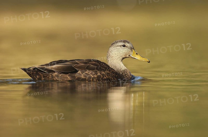 American Black Duck (Anas rubripes), Ohio, USA