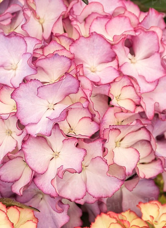 Garden hydrangea (Hydrangea macrophylla 'Adula' - purple), Plantarium 2016, Netherlands