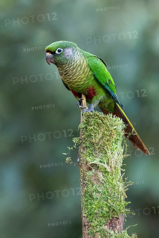 Maroon-bellied Parakeet (Pyrrhura frontalis) perched on a branch in the Atlantic Rainforest of Brazil