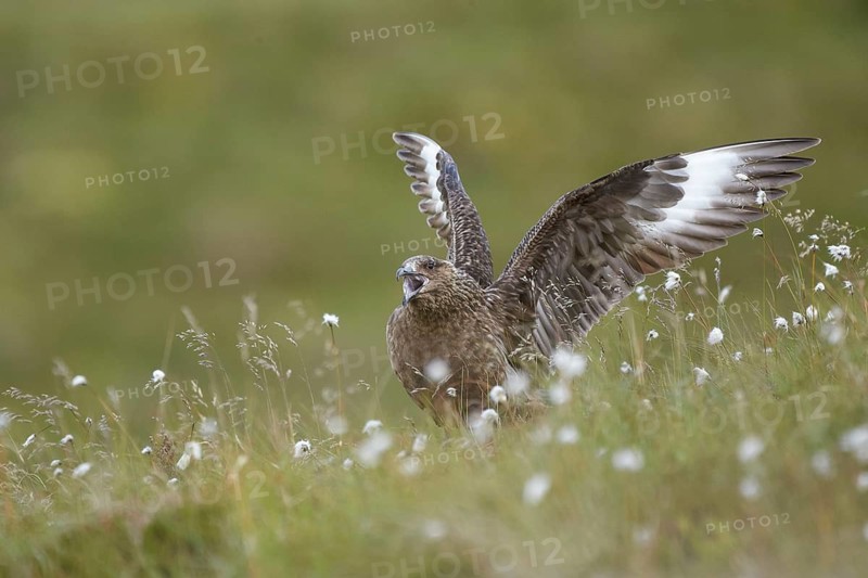Great Skua (Stercorarius skua) calling, Dovrefjell, Norway