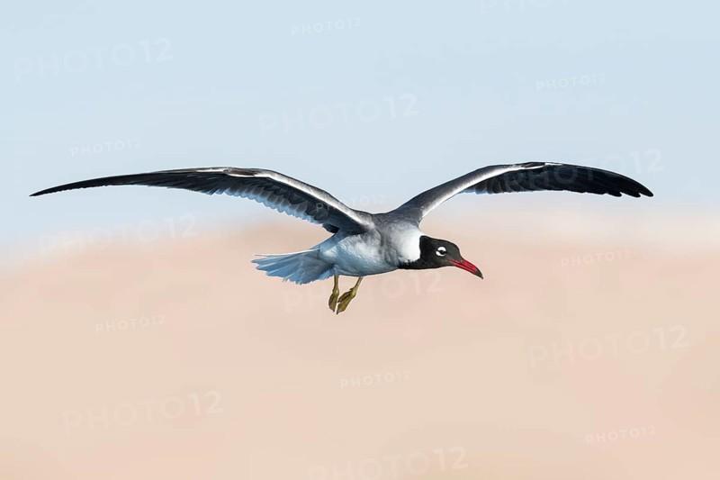 White-eyed Gull (Ichthyaetus leucophthalmus) juvenile flying, Eilat, Israel