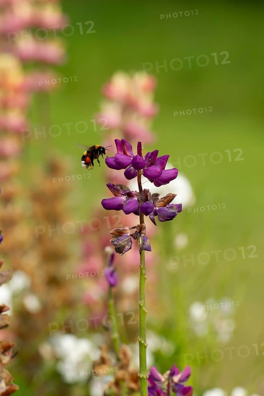 Buff tailed bumblebee (Bombus terrestris) adult bee flying towards a Lupin garden flower in summer, England, United Kingdom