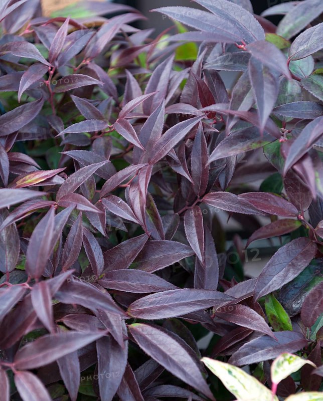 Grape heather (Leucothoe keiskei 'Royal Ruby'), BS Sämann, Germany