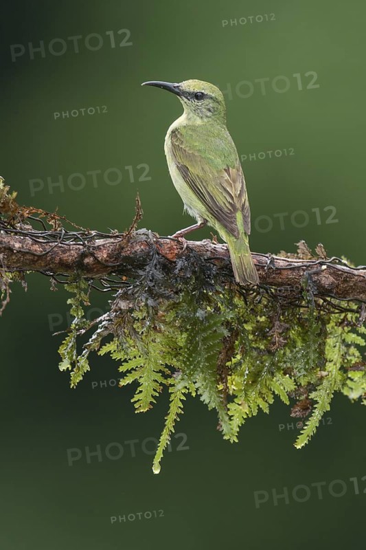 Red-legged Honeycreeper (Cyanerpes cyaneus) female, Costa Rica