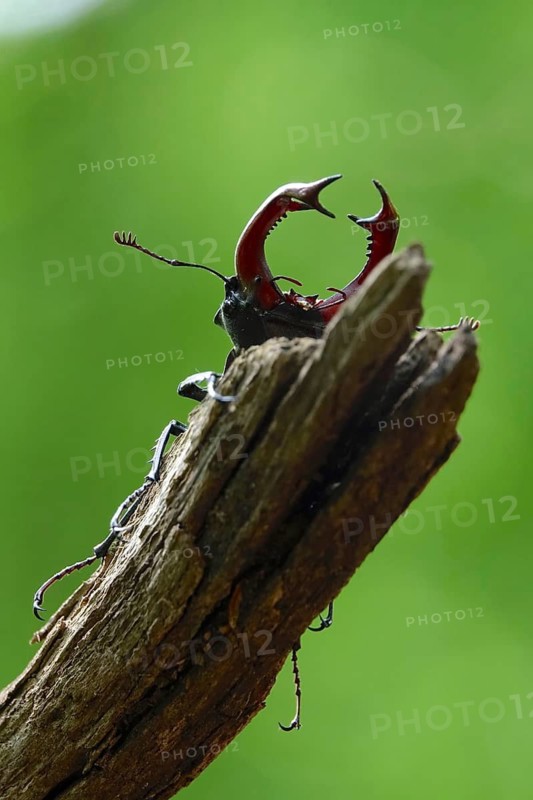 Fascinating stag beetle (Lucanus cervus), insect of the year 2012, June, Saxony, Germany
