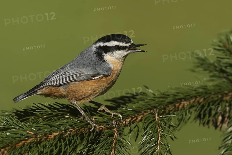 Red-breasted Nuthatch (Sitta canadensis) singing, Ohio, USA